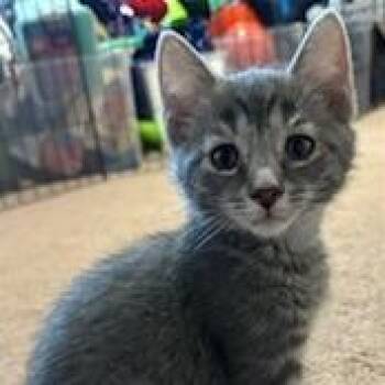 Adventure -  Domestic Short Hair Cat for Adoption in Dayton, Ohio - Adventure | PetCurious