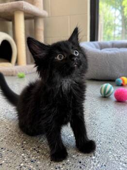 Merlin -  Domestic Medium Hair Cat for Adoption in Chattanooga, Tennessee - Merlin | PetCurious