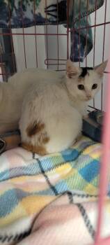 Rescue Domestic Short Hair Cats for Adoption in Windsor, Connecticut - 2025-152A Clover | PetCurious