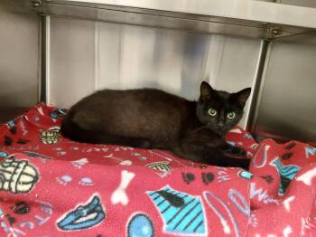 Domestic Short Hair Cats Available for Adoption in Liberty, Missouri - Pasilla | PetCurious