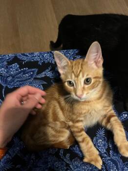 Swirl IN FOSTER -  Domestic Short Hair Cat for Adoption in Danielsville, Georgia - Swirl IN FOSTER | PetCurious
