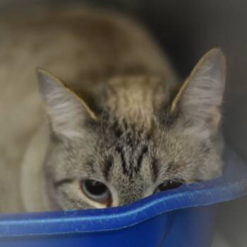Rescue Siamese Cats for Adoption in Port Charlotte, Florida - Fig | PetCurious