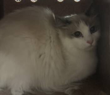 Rescue Domestic Long Hair Cats for Adoption in Olathe, Kansas - ANGEL | PetCurious