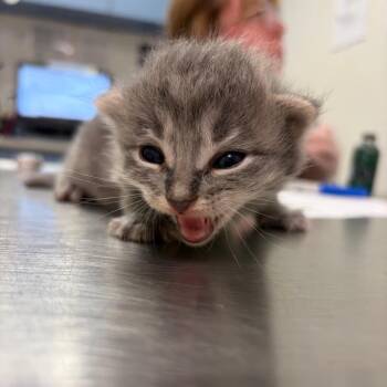 Stan -  Domestic Short Hair Cat for Adoption in Charleston, West Virginia - Stan | PetCurious