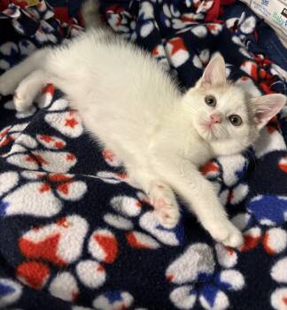 Kudos -  Domestic Medium Hair Cat for Adoption in Franklin, Ohio - Kudos | PetCurious