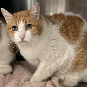 Domestic Short Hair Cats Available for Adoption - Mon | PetCurious