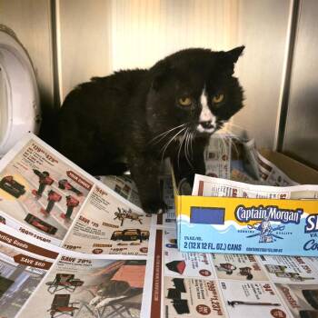 Shrub -  Domestic Short Hair Cat for Adoption in Cheyenne, Wyoming - Shrub | PetCurious