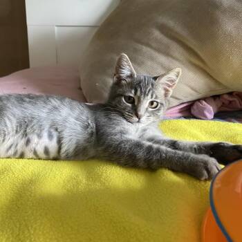 Chee -  Domestic Medium Hair Cat for Adoption in Santa Rosa, California - Chee | PetCurious