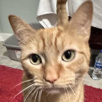 Domestic Short Hair Cats Available for Adoption - Jax Williams | PetCurious