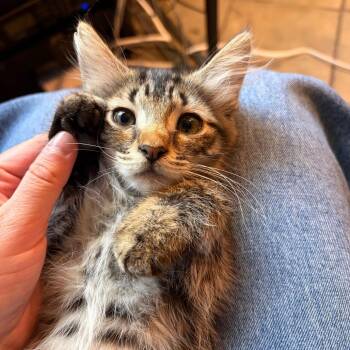 Willow -  Domestic Medium Hair Cat for Adoption in Las Cruces, New Mexico - Willow | PetCurious