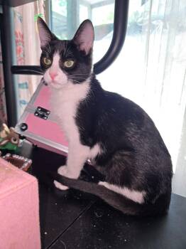 Cece -  Domestic Short Hair Cat for Adoption in Chandler, Arizona - Cece | PetCurious