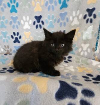 Domestic Medium Hair Cats Available for Adoption in Wabash, Indiana - Kelly | PetCurious