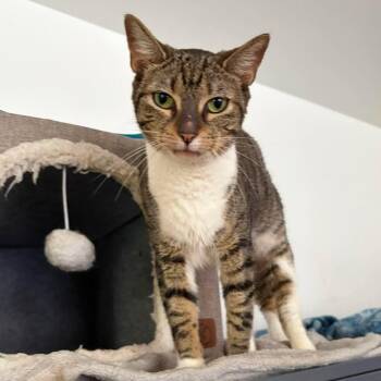 Carrie -  Tabby Cat for Adoption in Huntington, New York - Carrie | PetCurious