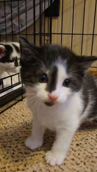 Domestic Short Hair Cats Available for Adoption in Greenville, Delaware - Ralphie, Jenkintown PS, (FCID 04/29/2026-120) | PetCurious