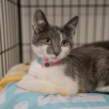Rose -  Domestic Short Hair Cat for Adoption in Pawling, New York - Rose | PetCurious
