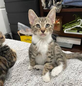 Rescue Domestic Short Hair Cats for Adoption in Philadelphia, Pennsylvania - Miles Ithan | PetCurious
