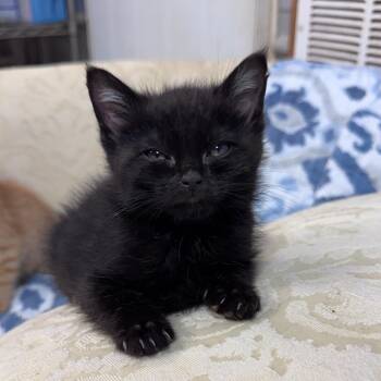 Reese -  Domestic Short Hair Cat Available for Adoption in Pinson, Tennessee - Reese | PetCurious