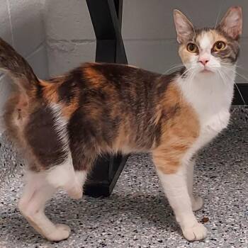 Spoon -  Domestic Short Hair Cat for Adoption in Dayton, Ohio - Spoon | PetCurious