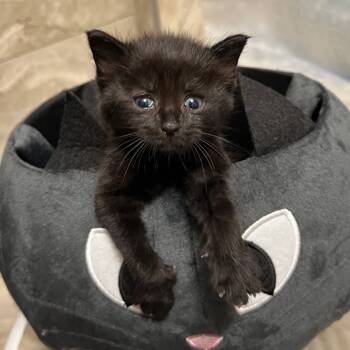 Rescue Domestic Short Hair Cats for Adoption in Troy, Illinois - Aggie | PetCurious