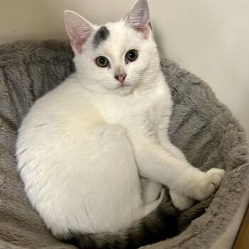 Nessie -  Domestic Short Hair Cat for Adoption in Warwick, Rhode Island - Nessie | PetCurious