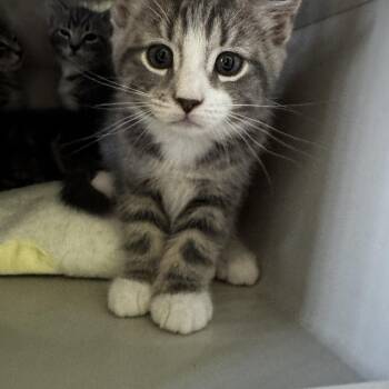 Mitzee In Foster Care -  Domestic Short Hair Cat for Adoption in Honesdale, Pennsylvania - Mitzee In Foster Care | PetCurious