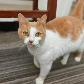 Domestic Short Hair Cats Available for Adoption in Cumming, Georgia - Peaches | PetCurious