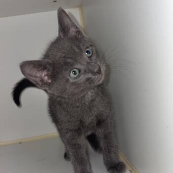 Rocky -  Domestic Short Hair Cat for Adoption in Wiggins, Mississippi - Rocky | PetCurious
