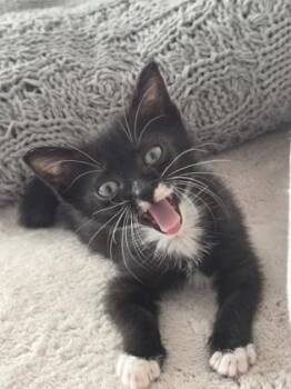 Cutie Pie -  Domestic Short Hair Cat for Adoption in Honolulu, Hawaii - Cutie Pie | PetCurious