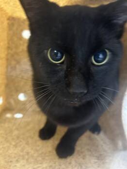 Domestic Short Hair Cats Available for Adoption - TOOTHLESS | PetCurious