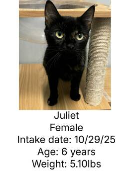 Rescue Tortoiseshell Cats for Adoption in Staffordsville, Kentucky - Juliet | PetCurious