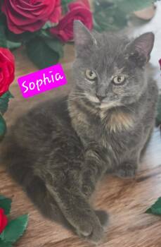 Domestic Short Hair Cats Available for Adoption - Sophia | PetCurious
