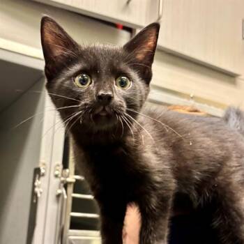 Domestic Short Hair Cats Available for Adoption in Leesburg, Virginia - SUNNY | PetCurious