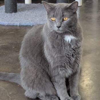 Rescue Domestic Short Hair Cats for Adoption in Tylertown, Mississippi - Kit Kat | PetCurious
