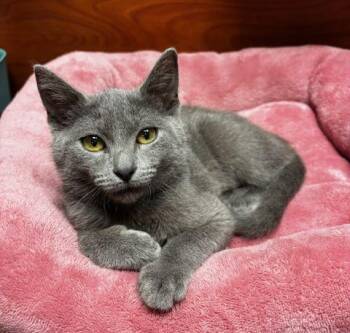Domestic Short Hair Cats Available for Adoption in Lafayette, Louisiana - Grace | PetCurious