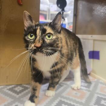Molly -  Domestic Short Hair Cat for Adoption in Warr Acres, Oklahoma - Molly | PetCurious