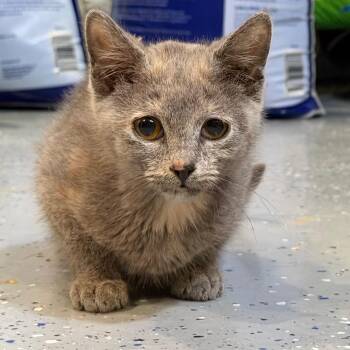 Tallulah Pearl -  Domestic Short Hair Cat for Adoption in Tustin, California - Tallulah Pearl | PetCurious