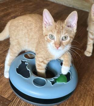 Lucky -  Domestic Short Hair Cat for Adoption in North Tonawanda, New York - Lucky | PetCurious