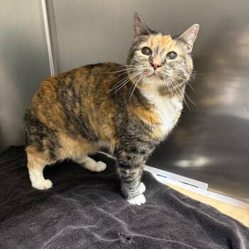 Kit (Cali) -  Domestic Short Hair Cat for Adoption in Milton, Florida - Kit (Cali) | PetCurious