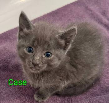 Case -  Russian Blue Cat for Adoption in San Jacinto, California - Case | PetCurious