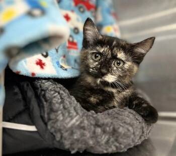 Theresa Lambelle -  Domestic Short Hair Cat for Adoption in Sherwood, Oregon - Theresa Lambelle | PetCurious