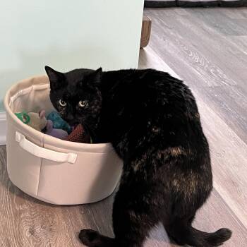Rescue Domestic Short Hair Cats for Adoption in Syracuse, New York - Faith | PetCurious