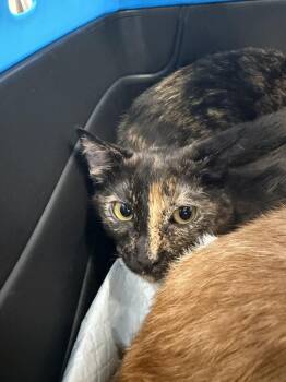 Sienna -  Domestic Short Hair Cat for Adoption in Ontario, California - Sienna | PetCurious