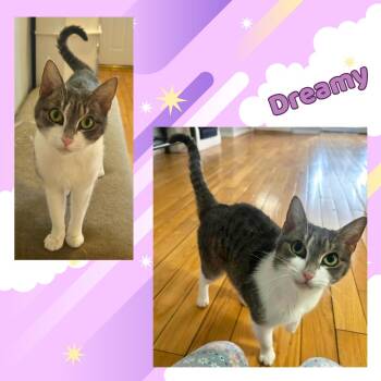 Rescue Domestic Short Hair Cats for Adoption in Port Chester, New York - Dreamy | PetCurious