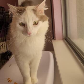 Rescue Domestic Long Hair and Ragamuffin Cats for Adoption in Escalon, California - POLKA | PetCurious