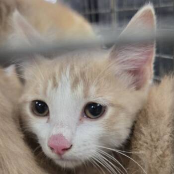 Mouse -  Domestic Short Hair Cat for Adoption in Newark, New Jersey - Mouse | PetCurious