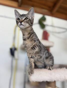 Tike -  Domestic Short Hair Cat for Adoption in Tucson, Arizona - Tike | PetCurious