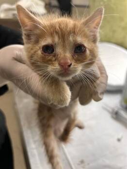 CANELO -  Domestic Short Hair Cat for Adoption in Riverside, California - CANELO | PetCurious