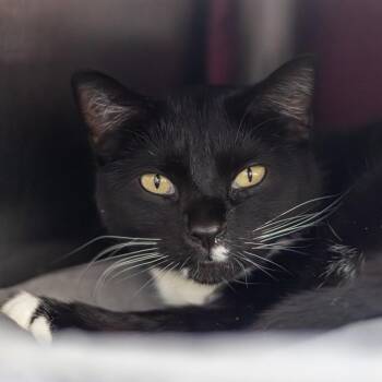 Domestic Short Hair Cats Available for Adoption in Wilmington, Delaware - Leslie | PetCurious
