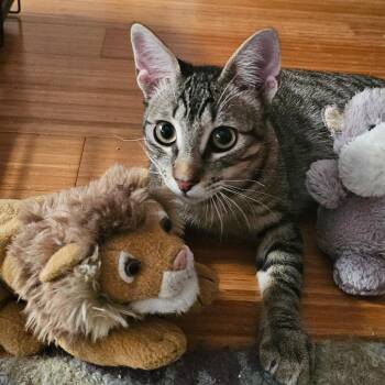 Theo -  Domestic Short Hair Cat for Adoption in Houston, Texas - Theo | PetCurious