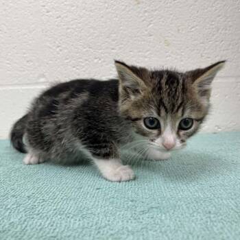 SVAS-Stray-39542 -  Domestic Short Hair Cat for Adoption in Lyndhurst, Virginia - SVAS-Stray-39542 | PetCurious